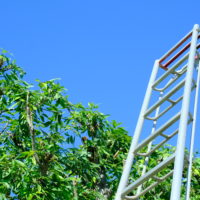 伐採とは？剪定との違いや必要性、放置のリスクまでプロが伝授