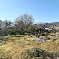 庭木の剪定（せんてい）とは。時期・やり方・失敗しない道具の選び方をプロが解説。