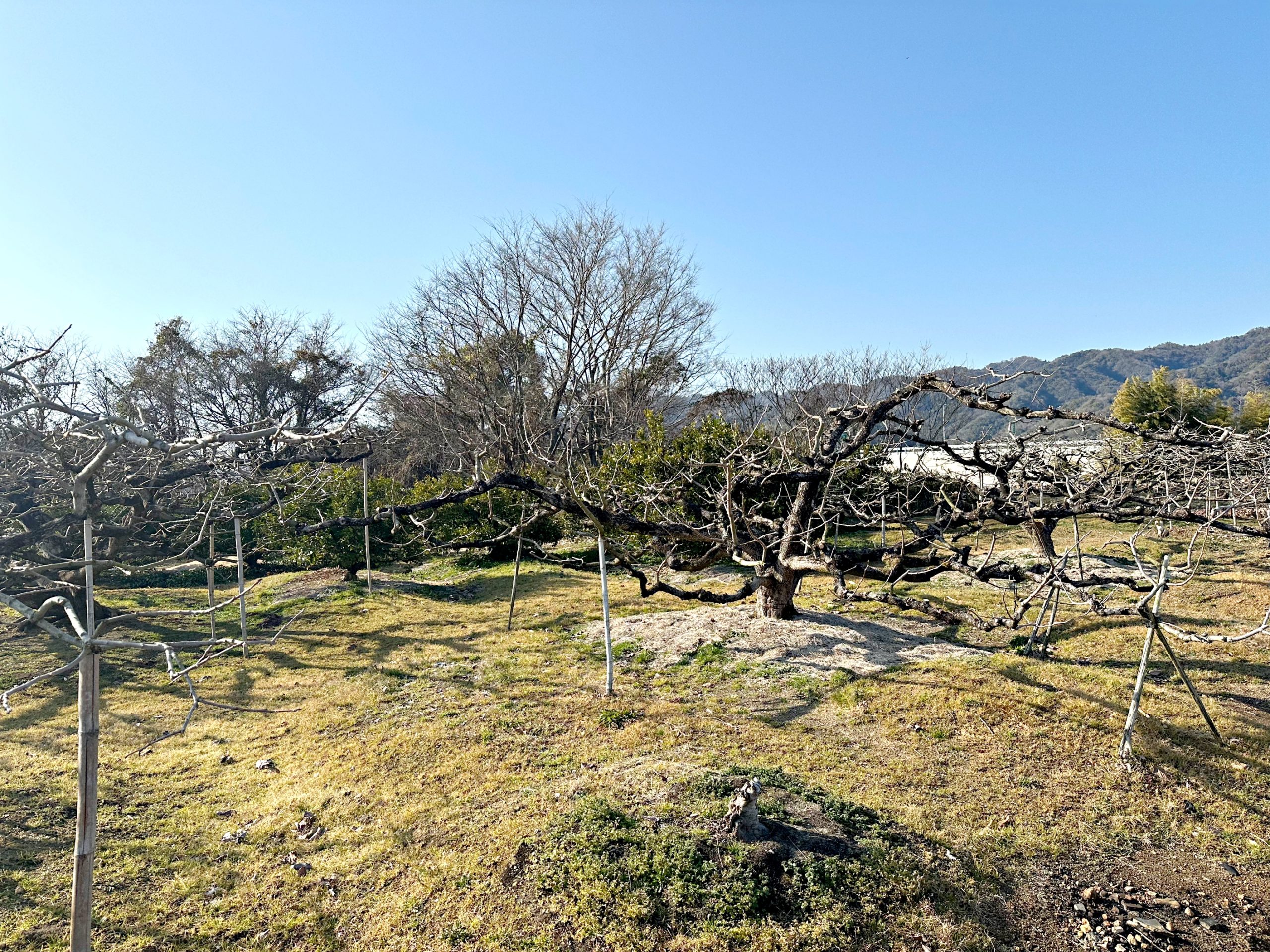 庭木の剪定(せんてい)とは。時期・やり方・失敗しない道具の選び方をプロが解説。